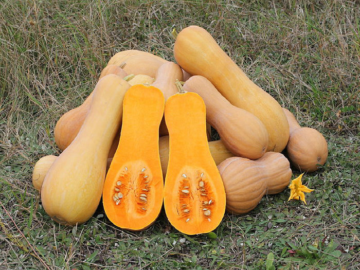 3297752_butternut_1 (700x525, 169Kb)