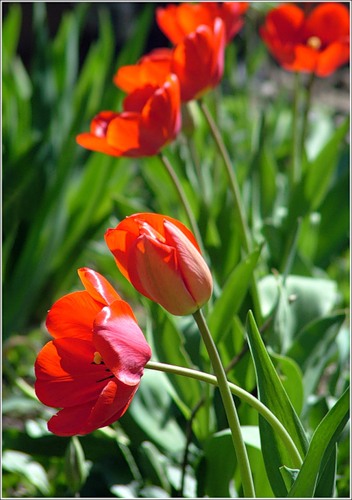 0_233aa_c02e9eb7_L (352x500, 48Kb)