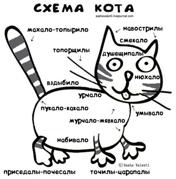 Схема кота (560x570, 61Kb)