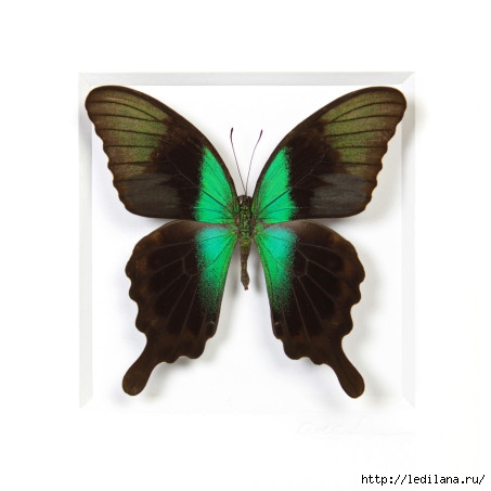Christopher Marley бабочки (453x453, 64Kb)