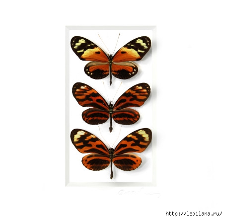 Christopher Marley бабочки6 (453x441, 57Kb)
