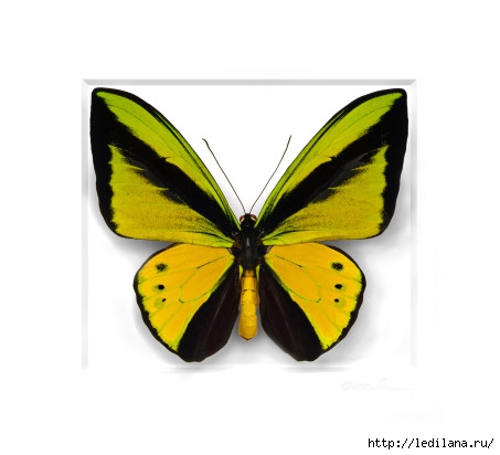 Christopher Marley бабочки9 (453x412, 64Kb)