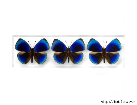 Christopher Marley бабочки16 (453x347, 42Kb)