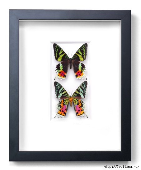 Christopher Marley бабочки21 (453x544, 78Kb)