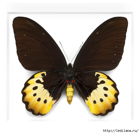 Christopher Marley бабочки23 (453x434, 83Kb)