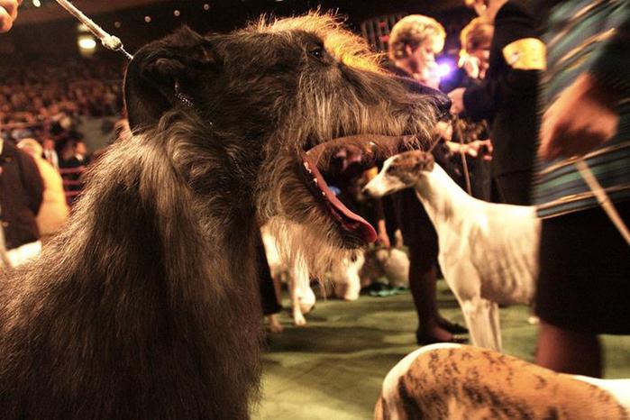   .   Westminister Kennel Club 2014