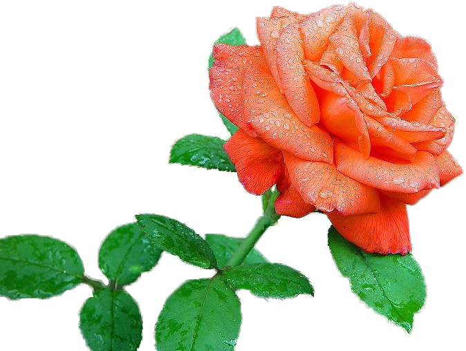 getImage (6) (674x508, 623Kb)