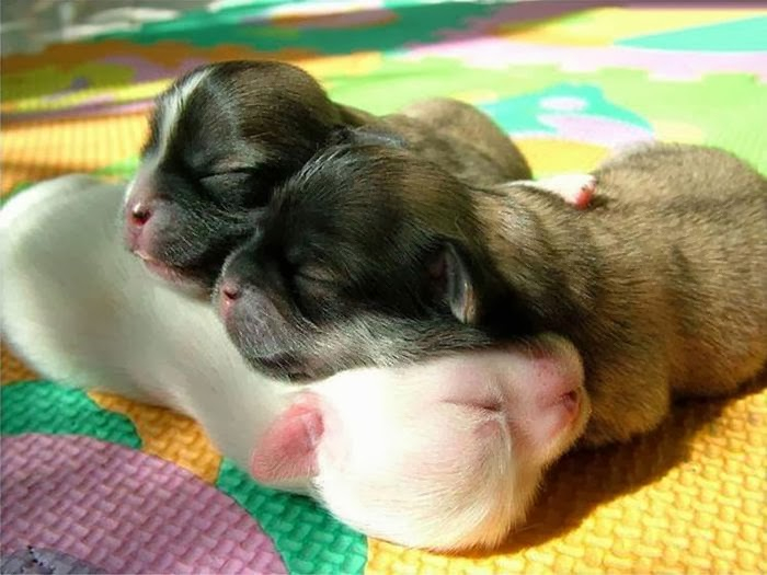 cute_animals_sleeping_pillows_08 (700x525, 279Kb)