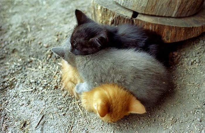 cute_animals_sleeping_pillows_10 (700x456, 276Kb)