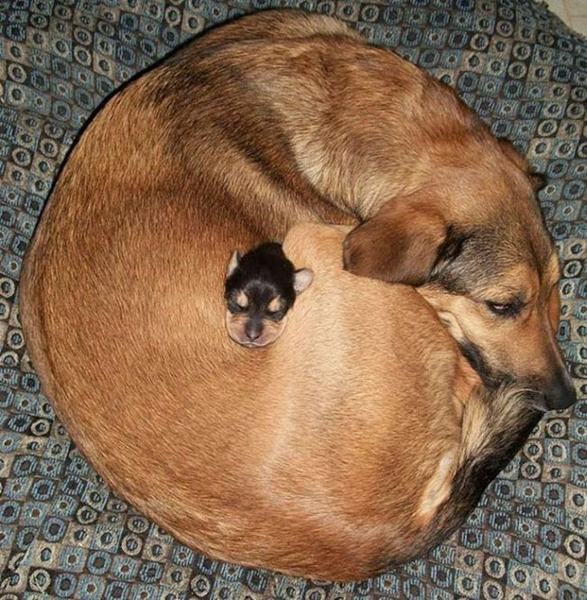 cute_animals_sleeping_pillows_12 (650x665, 411Kb)