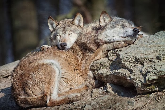 cute_animals_sleeping_pillows_14 (700x467, 297Kb)