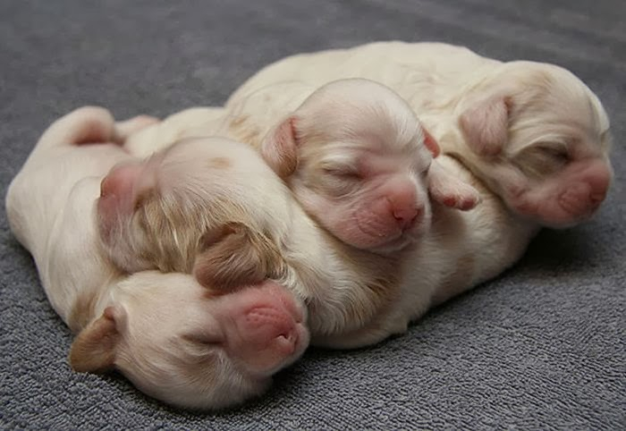 cute_animals_sleeping_pillows_16 (700x482, 211Kb)