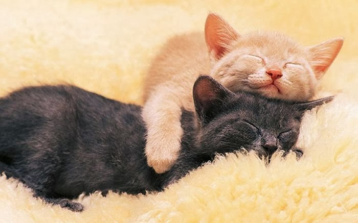cute_animals_sleeping_pillows_27 (700x437, 206Kb)