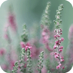 c1rcle-(38) (150x150, 54Kb)