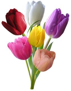 tulips-sm (3) (250x319, 117Kb)