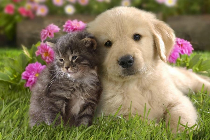 puppy-cat (700x465, 221Kb)