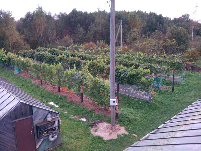 расположение винограда на участке