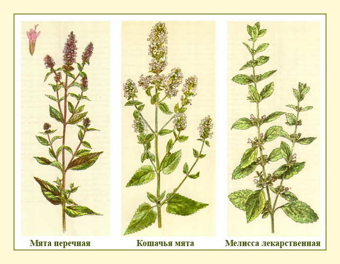 Как отличить обычные. Мята перечная и котовник. Мелисса и перечная мята. Мята перечная котовник Мелисса. Мята перечная и Мелисса отличия.