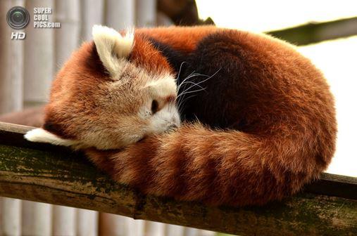 supercoolpics_12_18012014113136 (507x336, 32Kb)