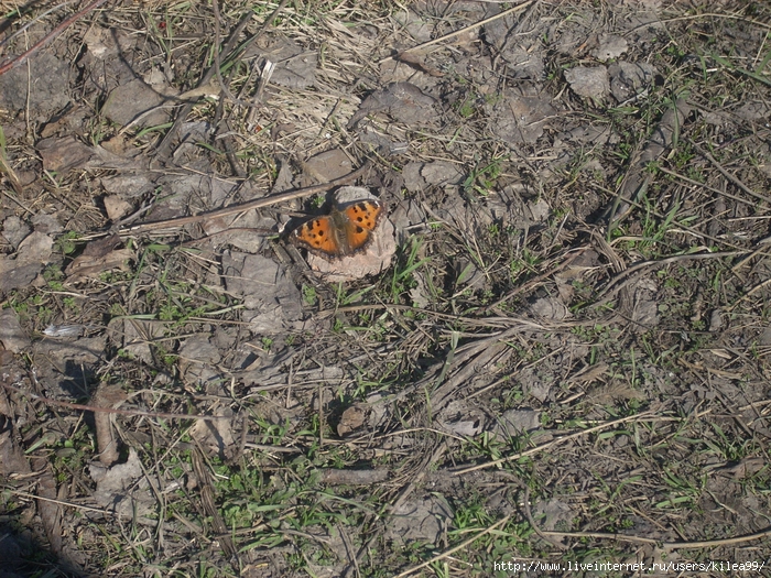 DSCN6374 (700x525, 488Kb)
