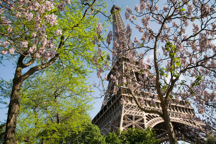 100363207_large_Paris__The_Eiffel_Tower_in_spring__2307 (700x466, 674Kb)