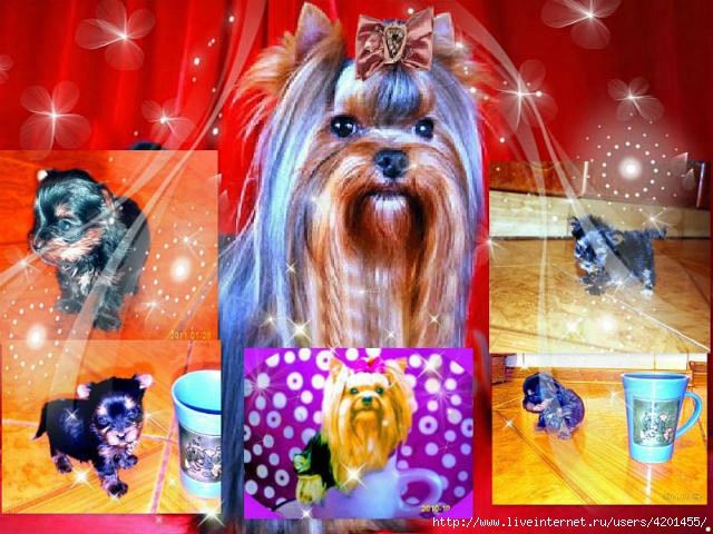 getImage (7) (640x480, 226Kb)