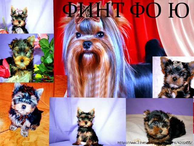 getImage0R3H3NIH (640x480, 214Kb)