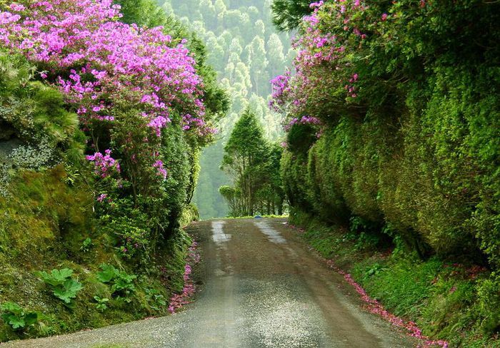 Azores_02 (700x488, 117Kb)
