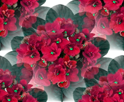 15 (250x206, 128Kb)
