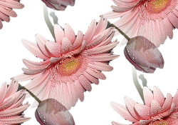 14 (250x175, 94Kb)