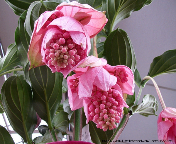 medinilla-2 (600x493, 237Kb)