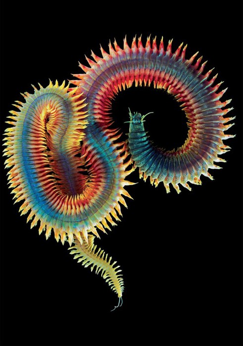 1395238207_5 (491x700, 77Kb)
