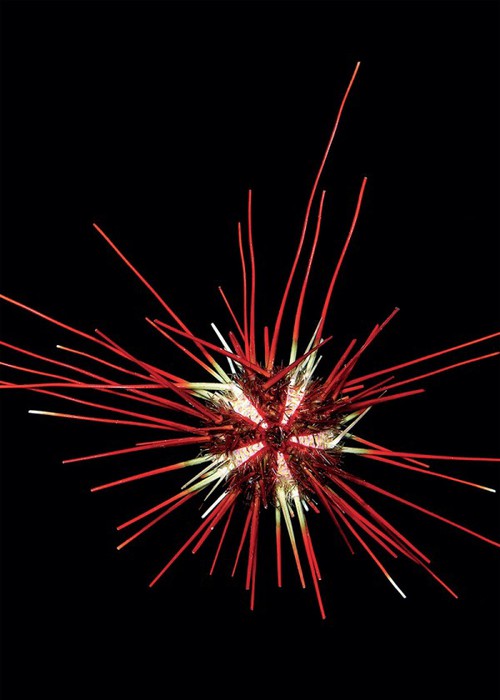 1395238176_4 (500x700, 52Kb)