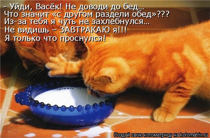 kotomatritsa_pZ (700x459, 195Kb)
