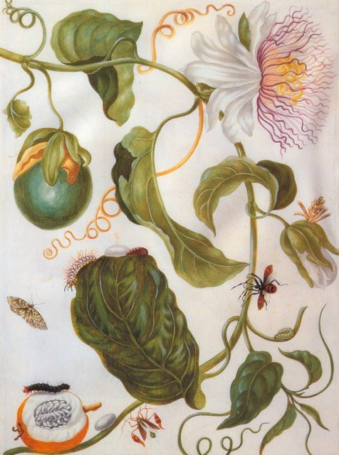 Maria Sibylla Merian (476x640, 263Kb)