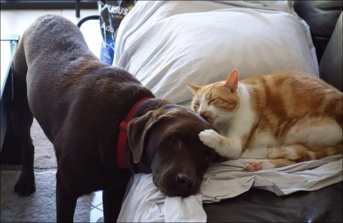 1395082975_cats-and-dogs-003 (700x455, 258Kb)