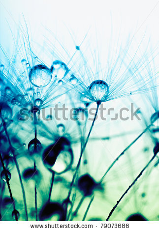 stock-photo-abstract-macro-photo-of-plant-seeds-with-water-drops-79073686 (323x470, 153Kb)