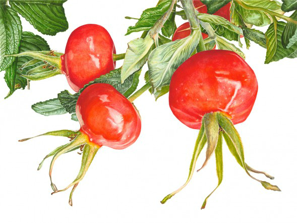 rosehips (589x442, 222Kb)