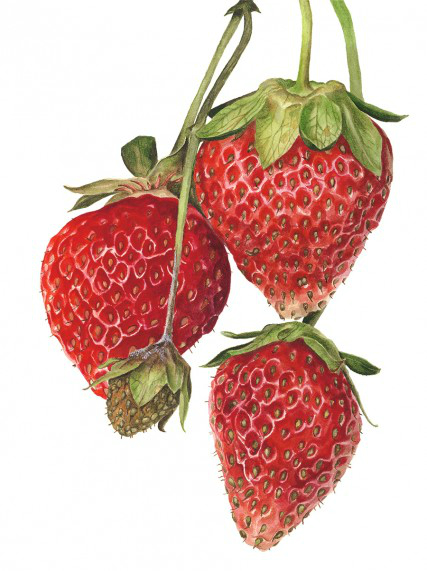 strawberrieseverest (427x571, 192Kb)