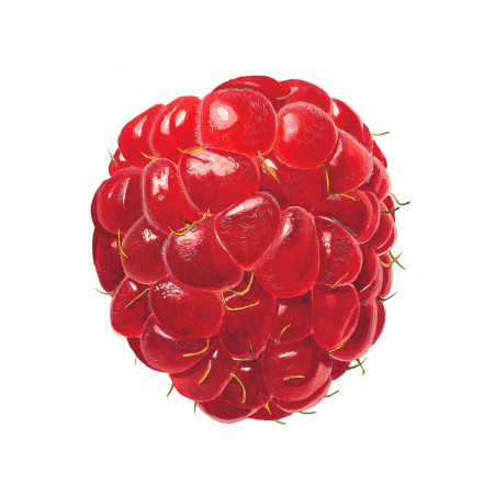 raspberry (441x441, 110Kb)