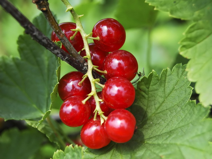 nature-fruit01 (700x525, 295Kb)