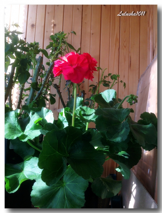 3587765_IMG_0774 (530x700, 271Kb)