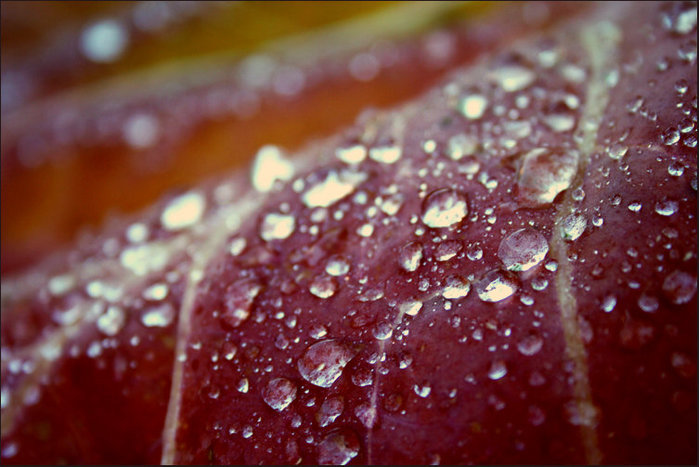 IMG_4226 (700x467, 84Kb)