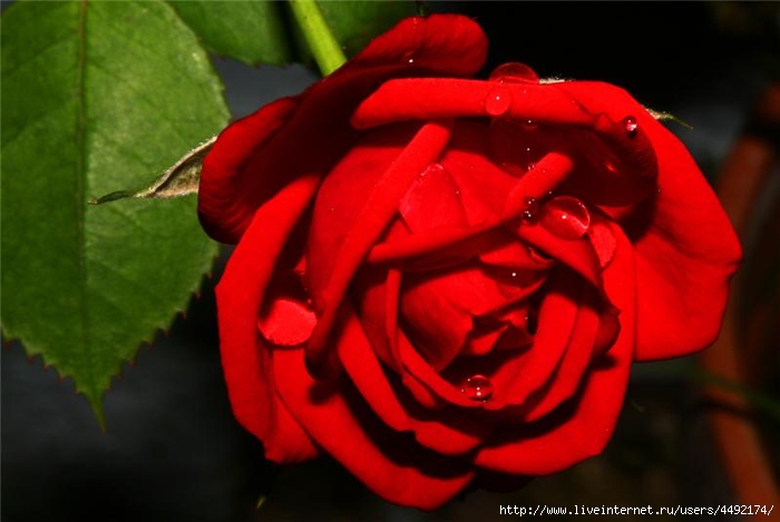 0_8ed49_65932b17_orig (700x469, 177Kb)