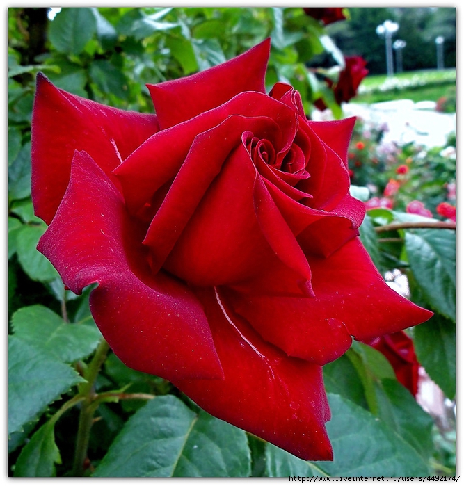 0_bcdda_b9c217f5_XL (667x700, 346Kb)