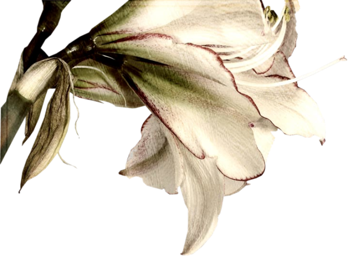 0_daa5c_ad22efbb_XL (678x500, 342Kb)
