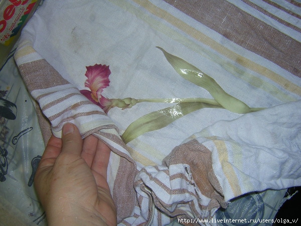 4964063_DSCN7673 (600x450, 197Kb)