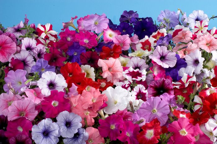 petunia-hybrida-celebrity-regular-mix-t1650-2 (700x465, 83Kb)