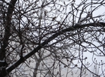  DSC00075 (700x513, 373Kb)