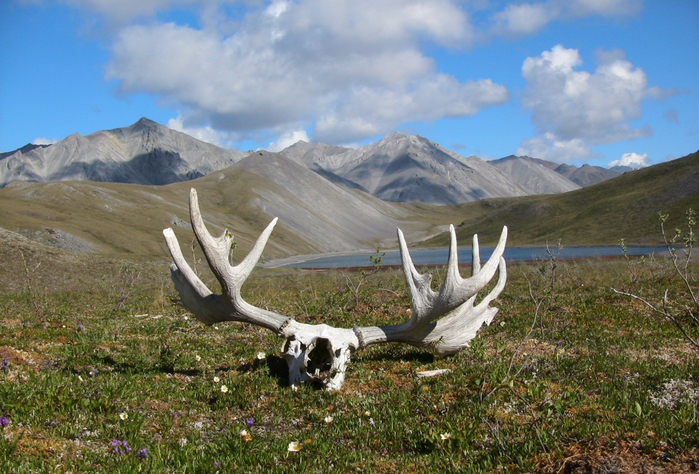 alaska-moose-antlers-landscape-wallpaper-1632x1224 (700x474, 453Kb)